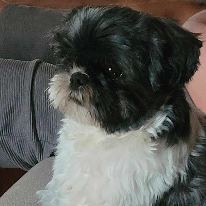 Tara participe au concours pour gagner de l'argent avec cette photo : dog, black_and_white, fluffy, pet, indoor, couch, furniture, window, phone_screenshot, gallery_ui, text_overlay, canine, portrait, seated, domestic_animal, companion, home, cute, animal, pet_portrait