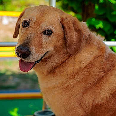 Dino a rejoint le concours — aidez-le/la à gagner de superbes lots ! dog, golden_retriever, pet, canine, outdoor, tongue_out, happy, fur, animal, mammal, nature, greenery, portrait, friendly, cute, domestic_animal, companion, closeup, smiling, sunlight