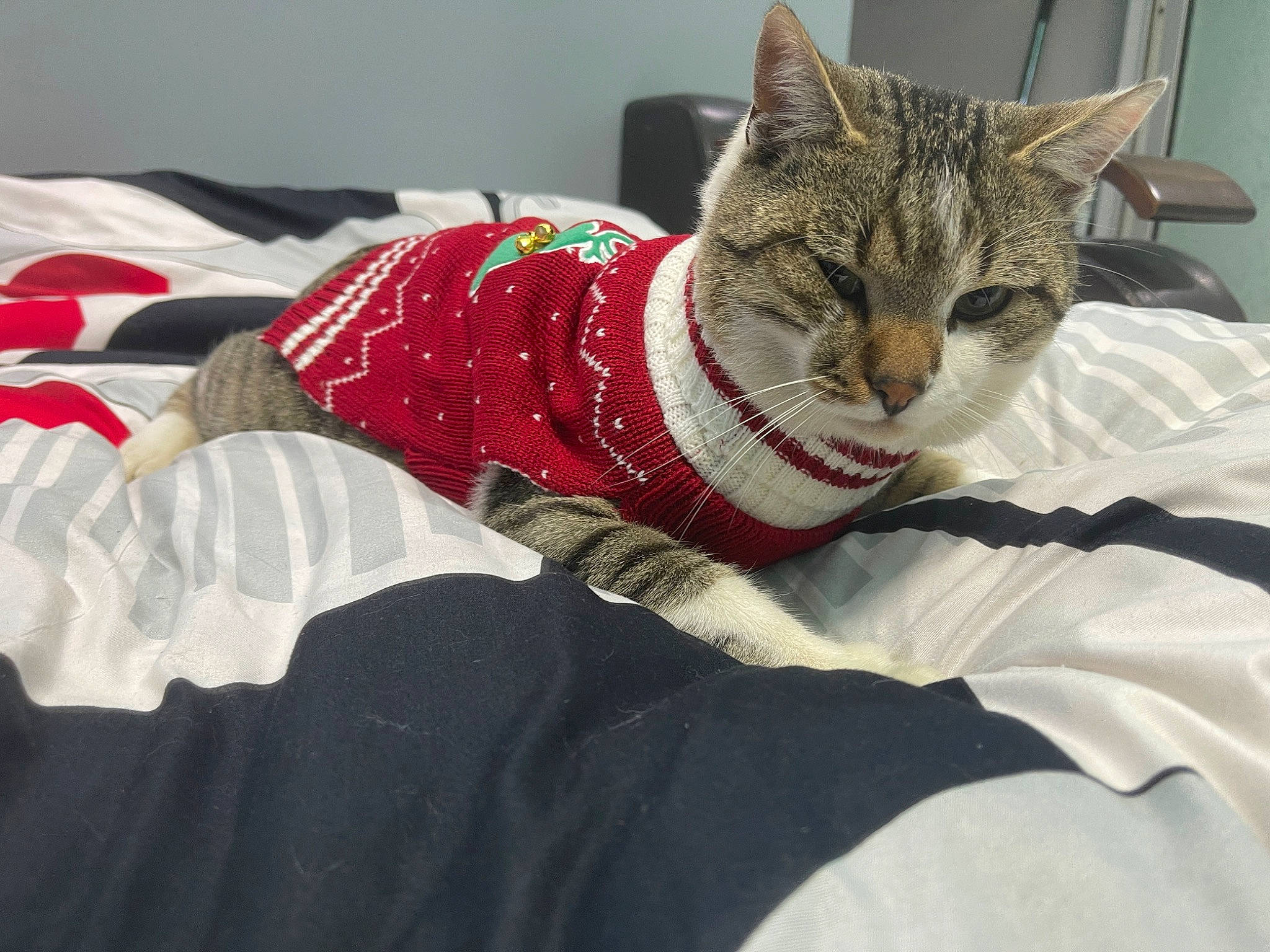 Thomas joined the competition — help win amazing prizes! bed, bedding, carmine, carnivore, cat, comfort, domestic_short_haired_cat, felidae, fur, human_leg, leg, linens, nap, paw, small_to_medium_sized_cats, snout, tail, textile, tree, whiskers