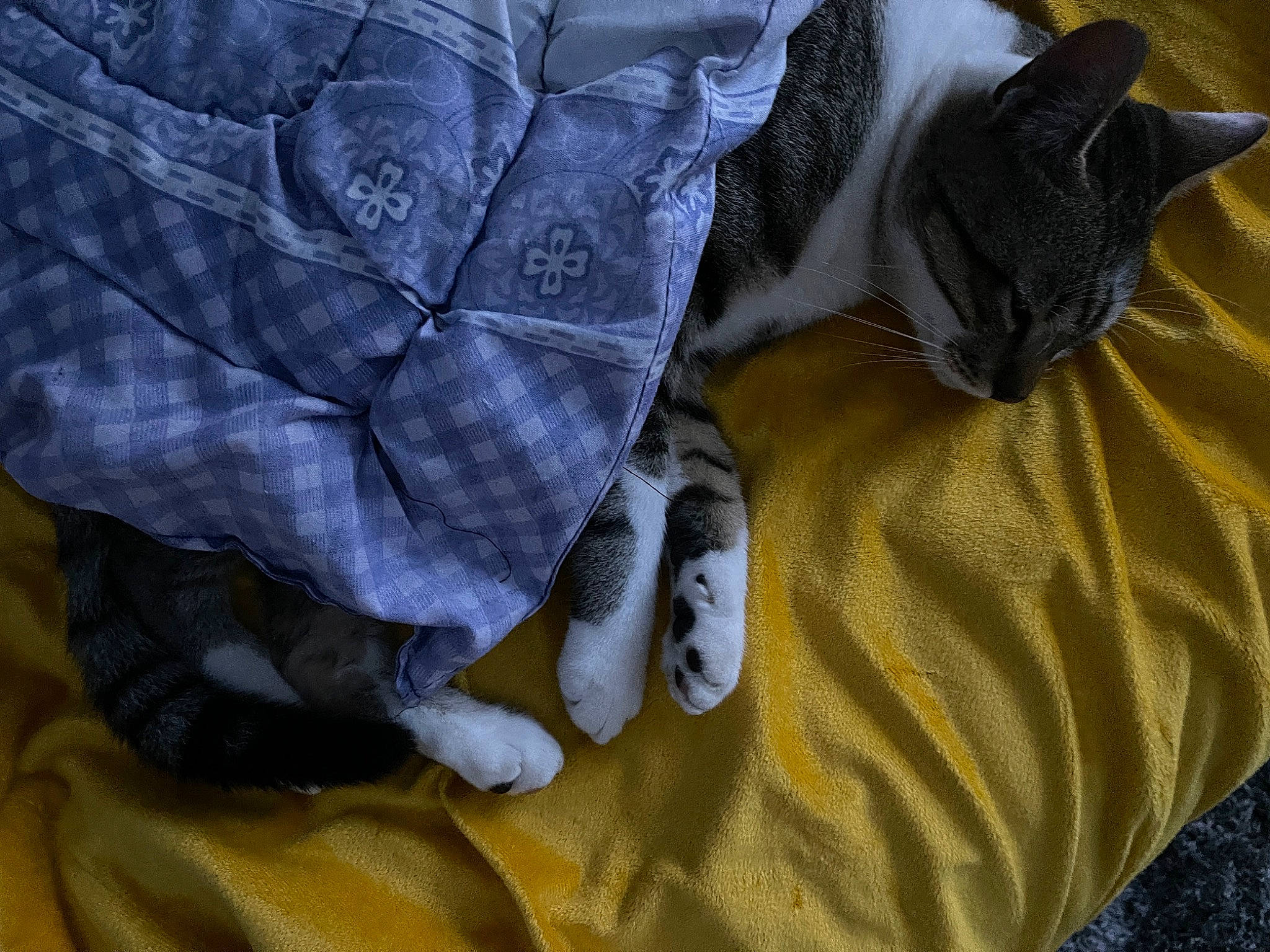 Thomas joined the competition — help win amazing prizes! bed_sheet, bedding, carnivore, cat, comfort, electric_blue, felidae, fur, grey, human_leg, linens, pattern, room, russian_blue, sleeve, small_to_medium_sized_cats, tail, textile, whiskers, yellow
