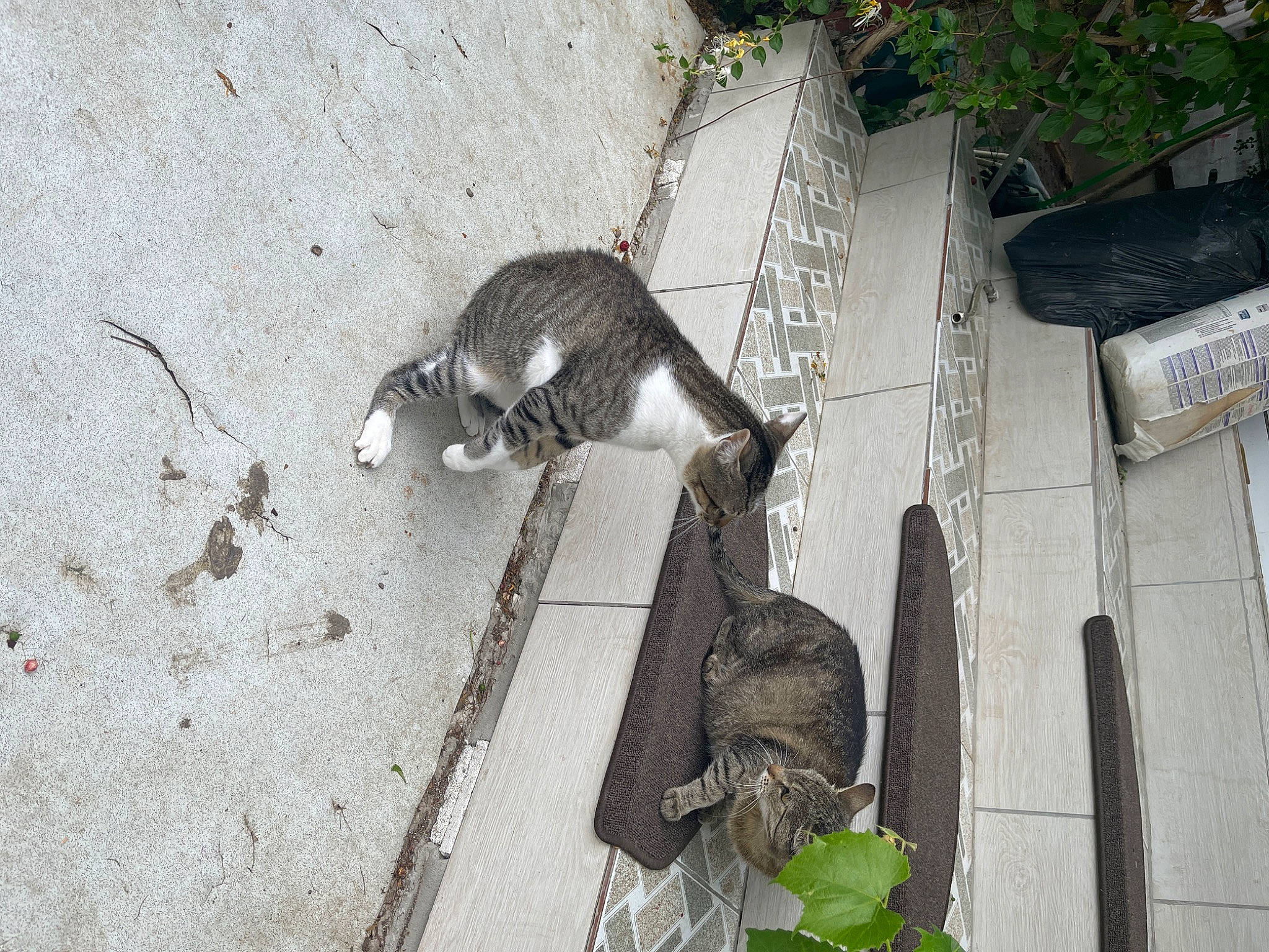 Thomas joined the competition — help win amazing prizes! carnivore, claw, domestic_short_haired_cat, felidae, fur, marsupial, plant, rodent, small_to_medium_sized_cats, snout, tail, terrestrial_animal, whiskers, wildlife