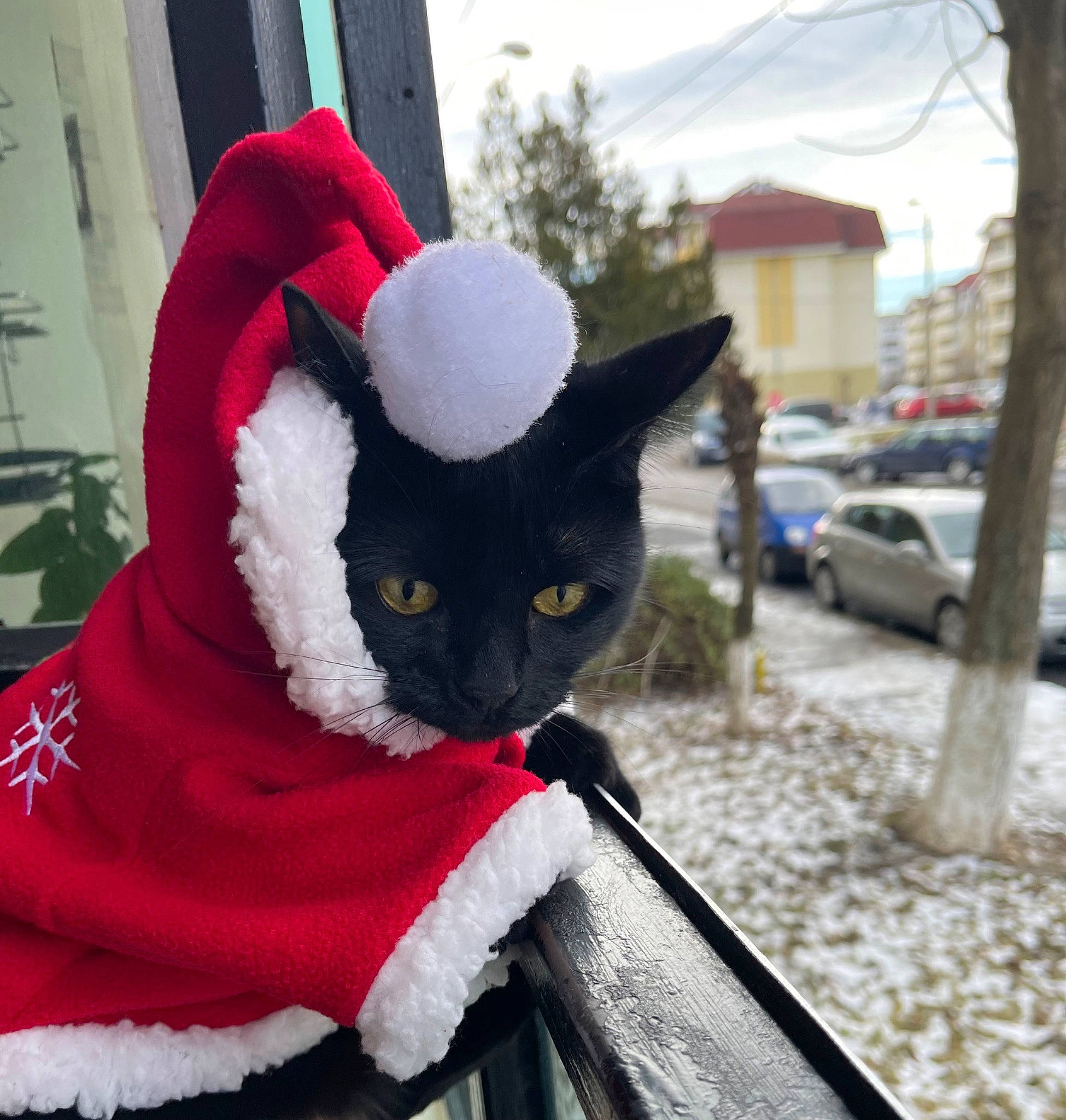 Misha joined the competition — help win amazing prizes! art, car, carnivore, cat, costume_hat, felidae, freezing, fur, fur_clothing, hat, small_to_medium_sized_cats, snout, snow, tail, tire, tree, wheel, whiskers, window, winter