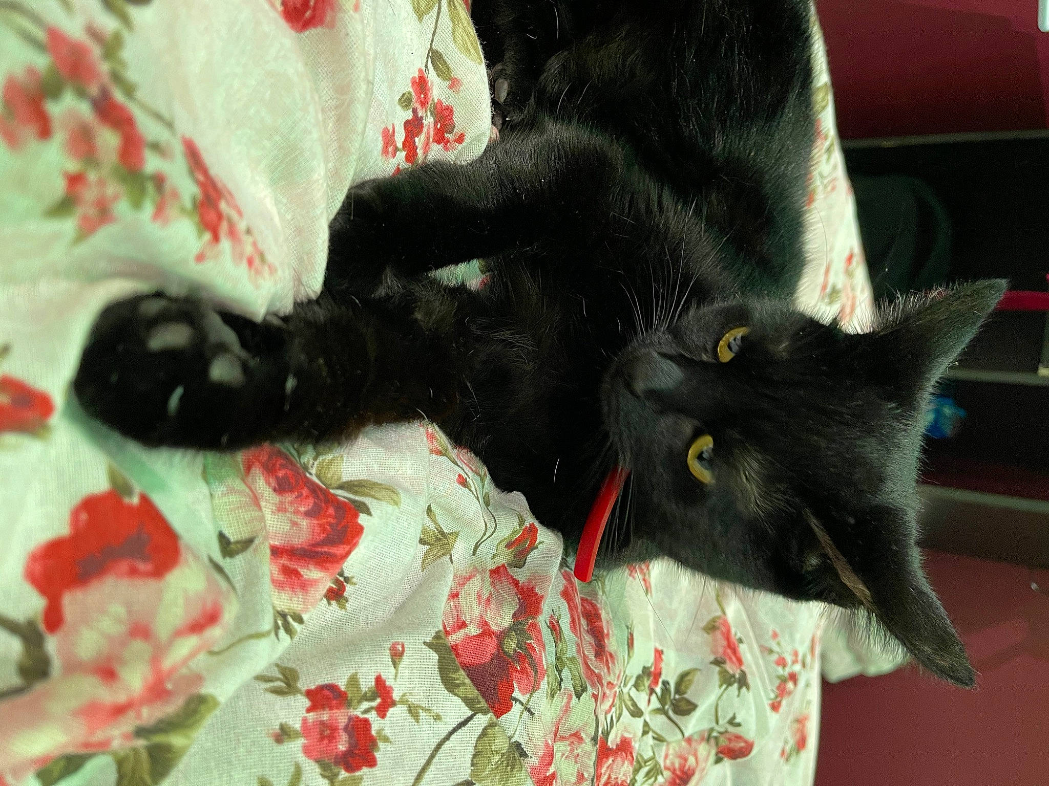 Misha is registered to the contest to win money with this photo: black_cat, bombay, carmine, carnivore, cat, claw, comfort, coquelicot, creative_arts, domestic_short_haired_cat, felidae, fur, grey, linens, pattern, plant, small_to_medium_sized_cats, tail, whiskers