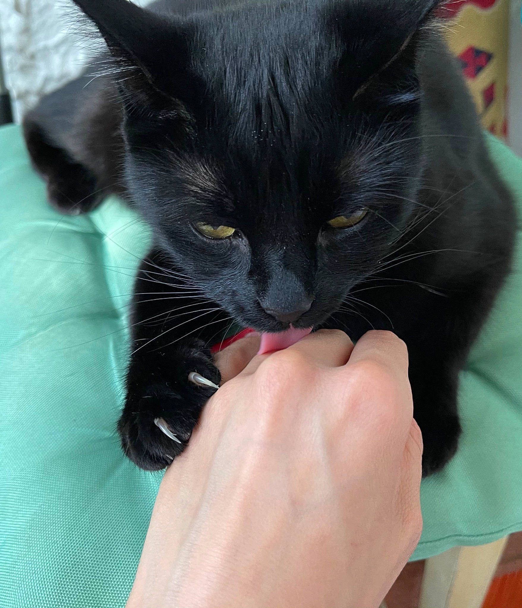 Misha joined the competition — help win amazing prizes! black_cat, bombay, carnivore, cat, claw, comfort, domestic_short_haired_cat, ear, eye, felidae, finger, fur, gesture, hand, nail, paw, small_to_medium_sized_cats, snout, thumb, whiskers
