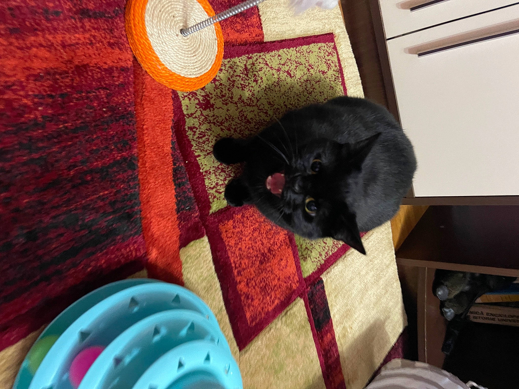 Misha is registered to the contest to win money with this photo: audio_equipment, black_cat, bombay, carnivore, cat, comfort, domestic_short_haired_cat, electric_blue, felidae, flooring, fur, hardwood, linens, pattern, room, small_to_medium_sized_cats, tail, whiskers, wood, wool