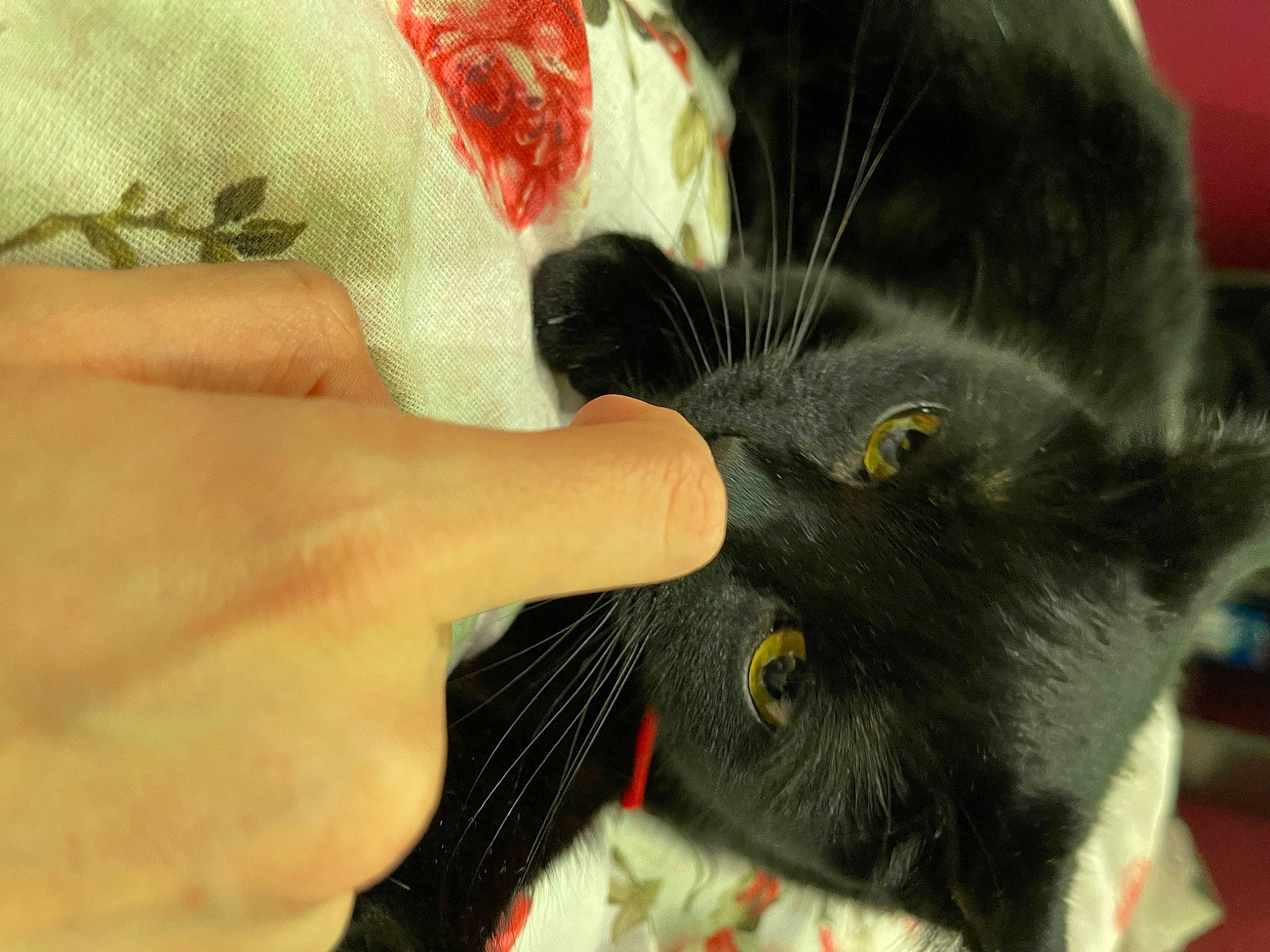 Misha joined the competition — help win amazing prizes! black_cat, bombay, carmine, carnivore, cat, claw, comfort, domestic_short_haired_cat, ear, felidae, finger, fur, gesture, nail, paw, small_to_medium_sized_cats, snout, tail, thumb, whiskers
