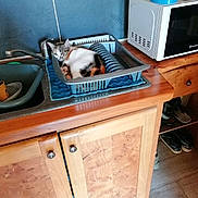 Hernandez participe au concours pour gagner de l'argent avec cette photo : appliance, cat, countertop, cozy, cup, curious, dish_rack, domestic_animal, feline, floor, household, indoor, kitchen, microwave, pet, resting, shoes, sink, tile_wall, wooden_cabinet