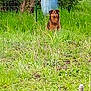 animal, blue_barrel, canine, dog, fence, field, fur, garden, grass, greenery, nature, outdoor, pet, quiet, rural, sitting, summer, tree, watchful, yard