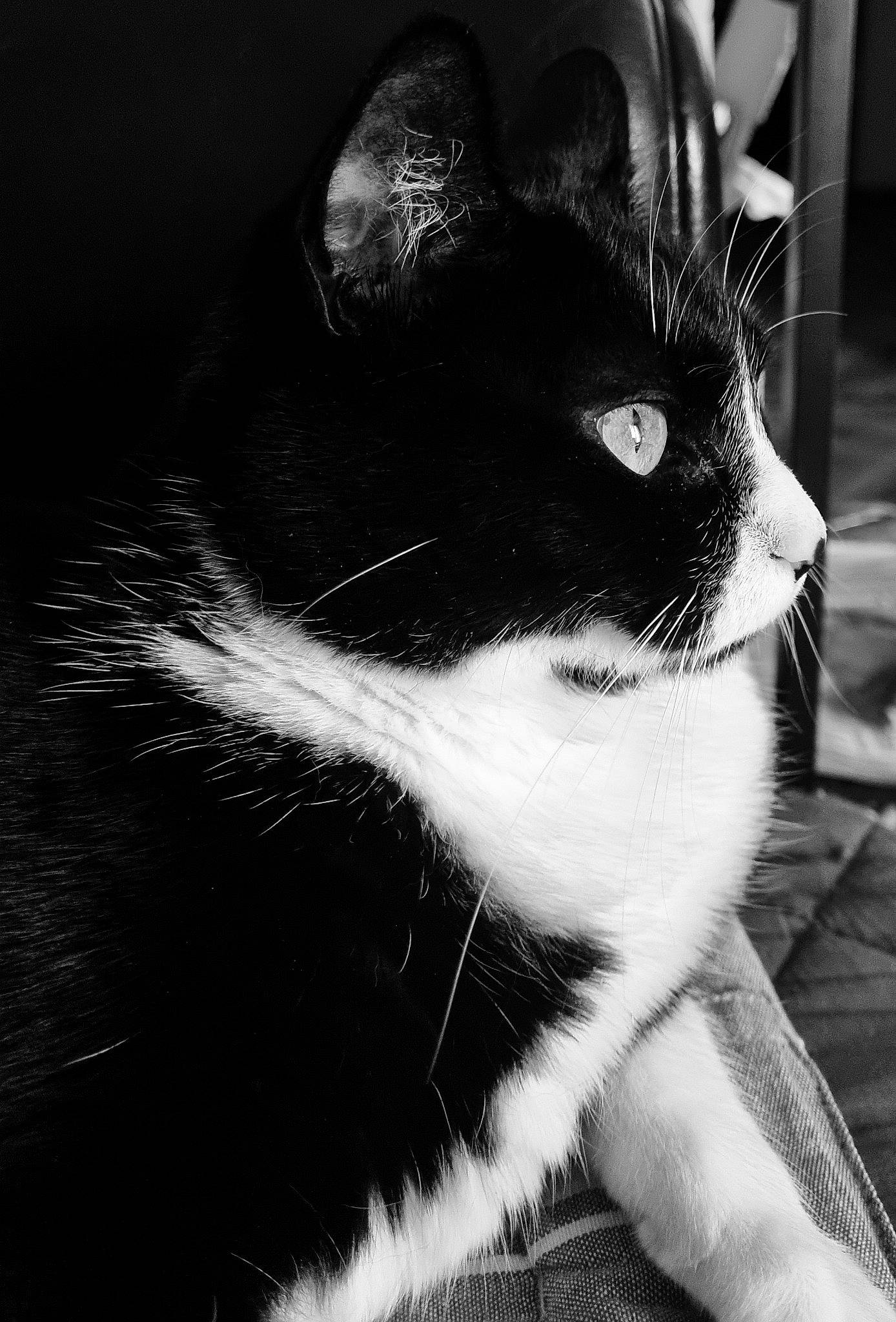 Bounty a rejoint le concours — aidez-le/la à gagner de superbes lots ! black_and_white, black_cat, carnivore, cat, darkness, domestic_short_haired_cat, eye, felidae, fur, grey, human_body, monochrome, monochrome_photography, paw, small_to_medium_sized_cats, style, tail, whiskers, window