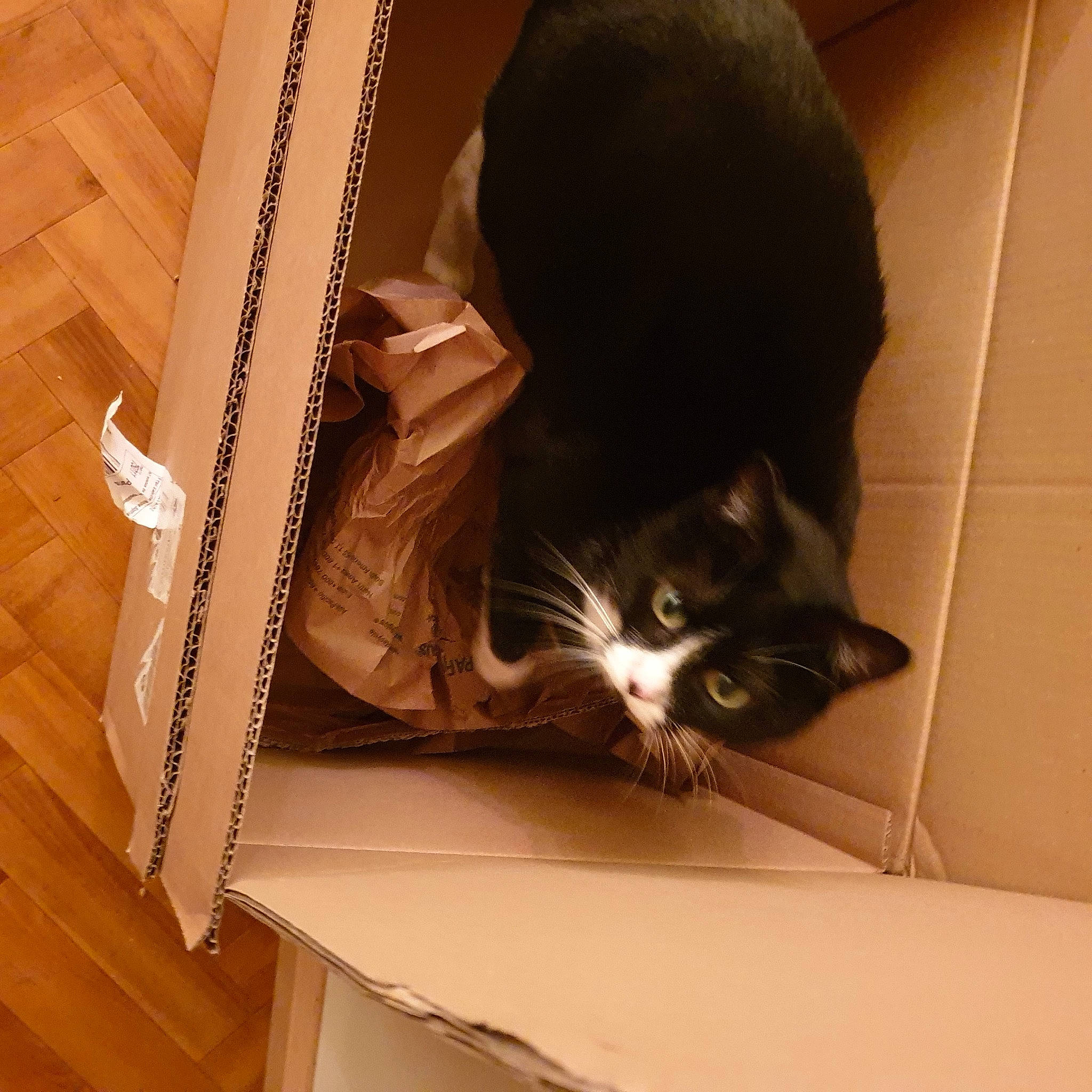 Bounty a rejoint le concours — aidez-le/la à gagner de superbes lots ! box, cardboard, carnivore, cat, comfort, curious, domestic_short_haired_cat, felidae, flooring, fur, hardwood, packaging_and_labeling, paper_product, small_to_medium_sized_cats, snout, tail, tints_and_shades, whiskers, window, wood