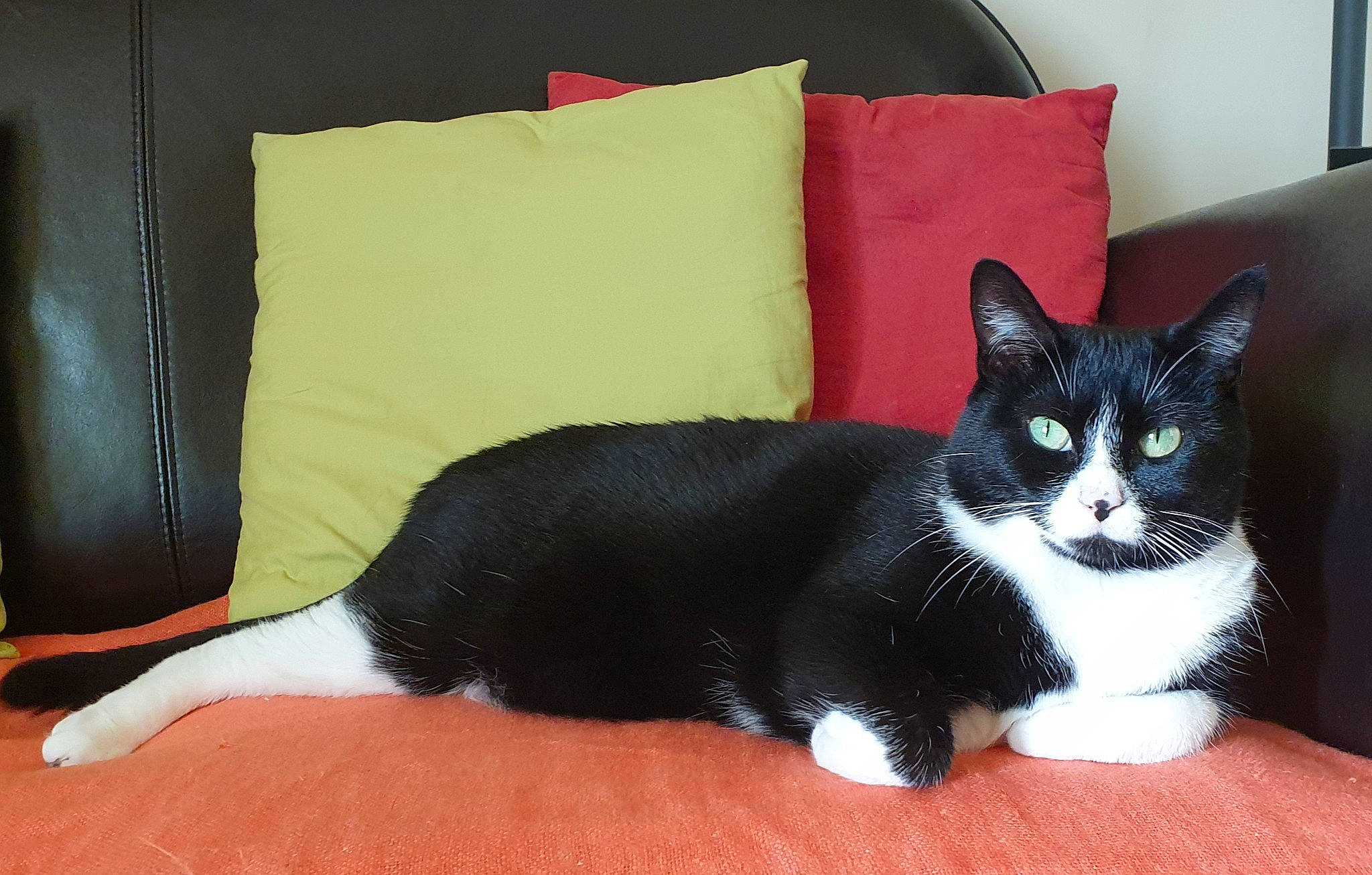 Bounty a rejoint le concours — aidez-le/la à gagner de superbes lots ! black, carnivore, cat, comfort, couch, cushion, felidae, fur, grey, home_accessories, interior_design, living_room, pillow, small_to_medium_sized_cats, snout, tail, terrestrial_animal, throw_pillow, vertebrate, whiskers