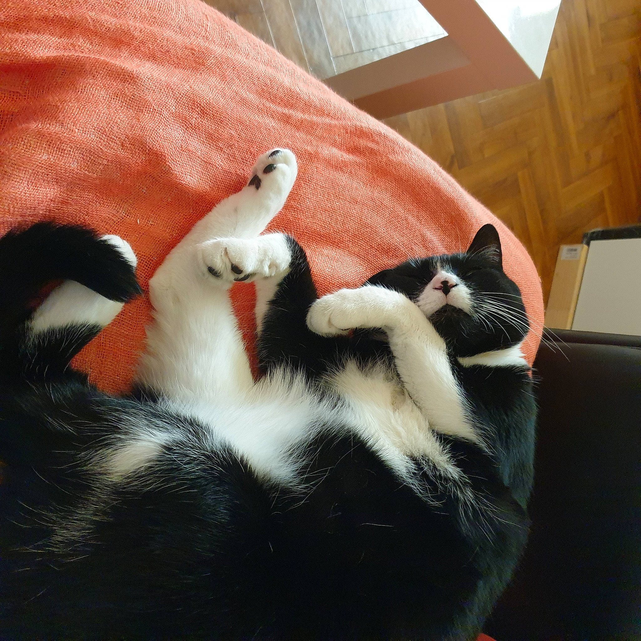 Bounty participe au concours pour gagner de l'argent avec cette photo : carnivore, cat, domestic_short_haired_cat, felidae, fur, paw, small_to_medium_sized_cats, snout, tail, terrestrial_animal, vertebrate, whiskers