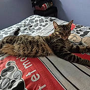 Zola a rejoint le concours — aidez-le/la à gagner de superbes lots ! animal, bed, blanket, cartoon, cat, comfort, cozy, cute, feline, fur, home, indoor, pattern, pillow, relaxed, resting, sleepy, striped, tabby, whiskers