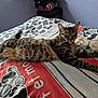 animal, bed, blanket, cartoon, cat, comfort, cozy, cute, feline, fur, home, indoor, pattern, pillow, relaxed, resting, sleepy, striped, tabby, whiskers