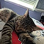 Zola participe au concours pour gagner de l'argent avec cette photo : animal, bed, cat, closeup, comfort, cozy, feline, fur, home, indoor, mammal, pet, relaxed, resting, sleeping, soft_light, striped, tabby, whiskers, window