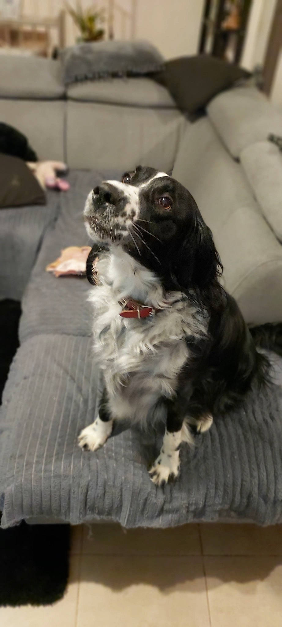 Candy a rejoint le concours — aidez-le/la à gagner de superbes lots ! canidae, carnivore, cocker_spaniel, companion_dog, dog, dog_breed, english_springer_spaniel, french_spaniel, mammal, phalene, puppy, rare_breed_dog, snout, spaniel, sporting_group, vertebrate