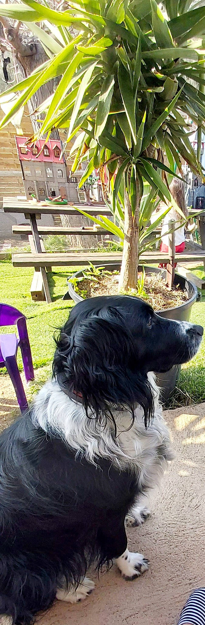 Candy a rejoint le concours — aidez-le/la à gagner de superbes lots ! american_cocker_spaniel, blue_picardy_spaniel, canidae, carnivore, cocker_spaniel, companion_dog, dog, dog_breed, english_cocker_spaniel, english_springer_spaniel, flat_coated_retriever, german_spaniel, large_munsterlander, mammal, russian_spaniel, small_munsterlander, spaniel, sporting_group