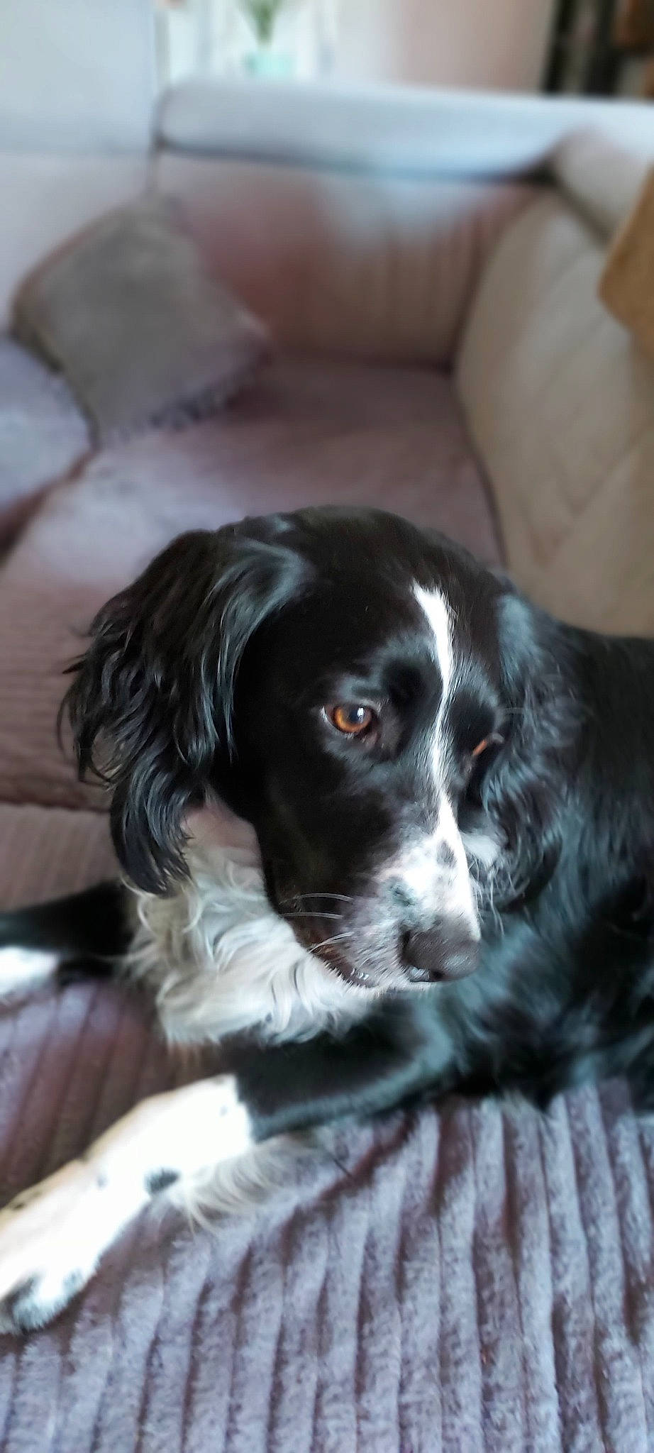 Candy a rejoint le concours — aidez-le/la à gagner de superbes lots ! blue_picardy_spaniel, canidae, carnivore, companion_dog, dog, dog_breed, drentse_patrijshond, english_springer_spaniel, french_spaniel, german_longhaired_pointer, large_munsterlander, mammal, rare_breed_dog, russian_spaniel, small_munsterlander, snout, spaniel, sporting_group, stabyhoun, vertebrate