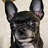 dog, chihuahua, black_dog, pet, collar, tags, ears, alert, indoor, mirror, gold_frame, wall, close_up, animal, small_dog, cute, portrait, domestic_animal, houseplant, furniture