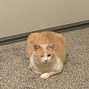 Bagel joined the competition — help win amazing prizes! cat, feline, cat_loaf, carpet, indoor, wall, baseboard, pet, fur, orange_white, sitting, resting, cute, whiskers, ears, paw, portrait, closeup, floor, domestic_animal