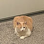 cat, feline, cat_loaf, carpet, indoor, wall, baseboard, pet, fur, orange_white, sitting, resting, cute, whiskers, ears, paw, portrait, closeup, floor, domestic_animal