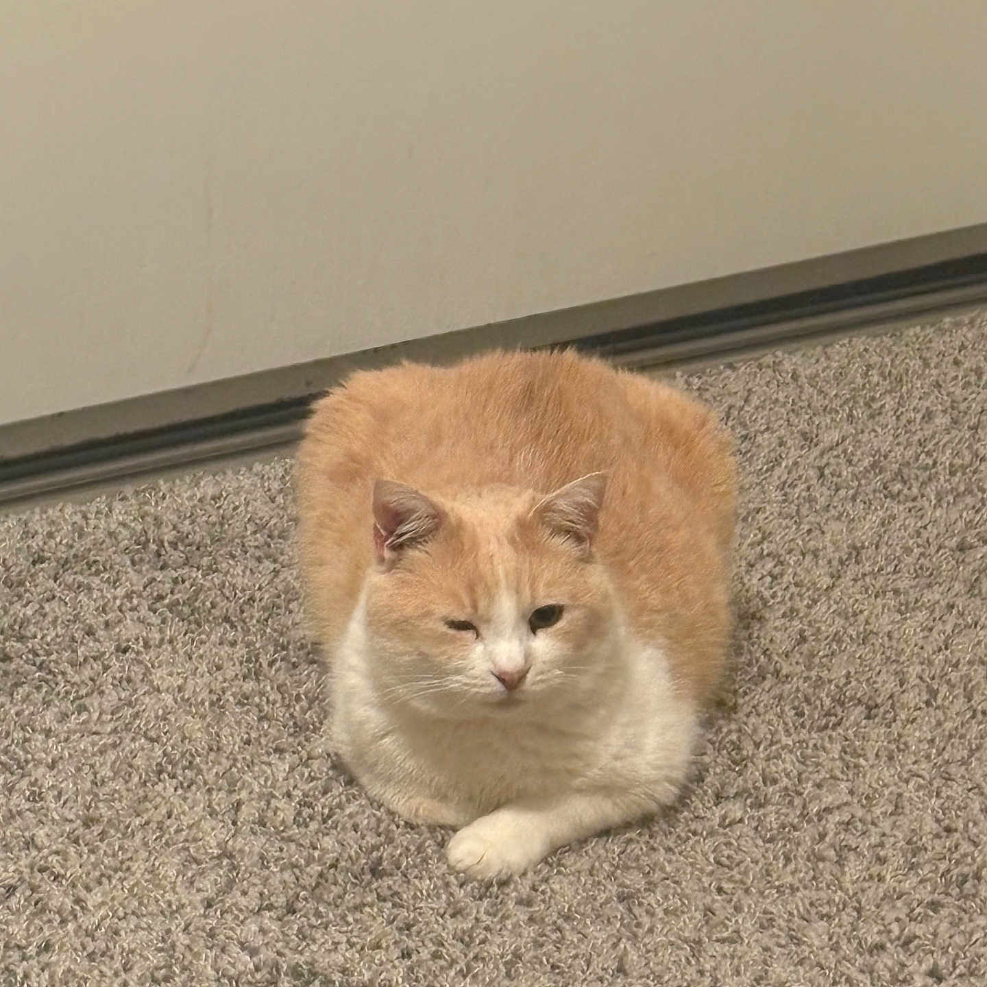 Bagel