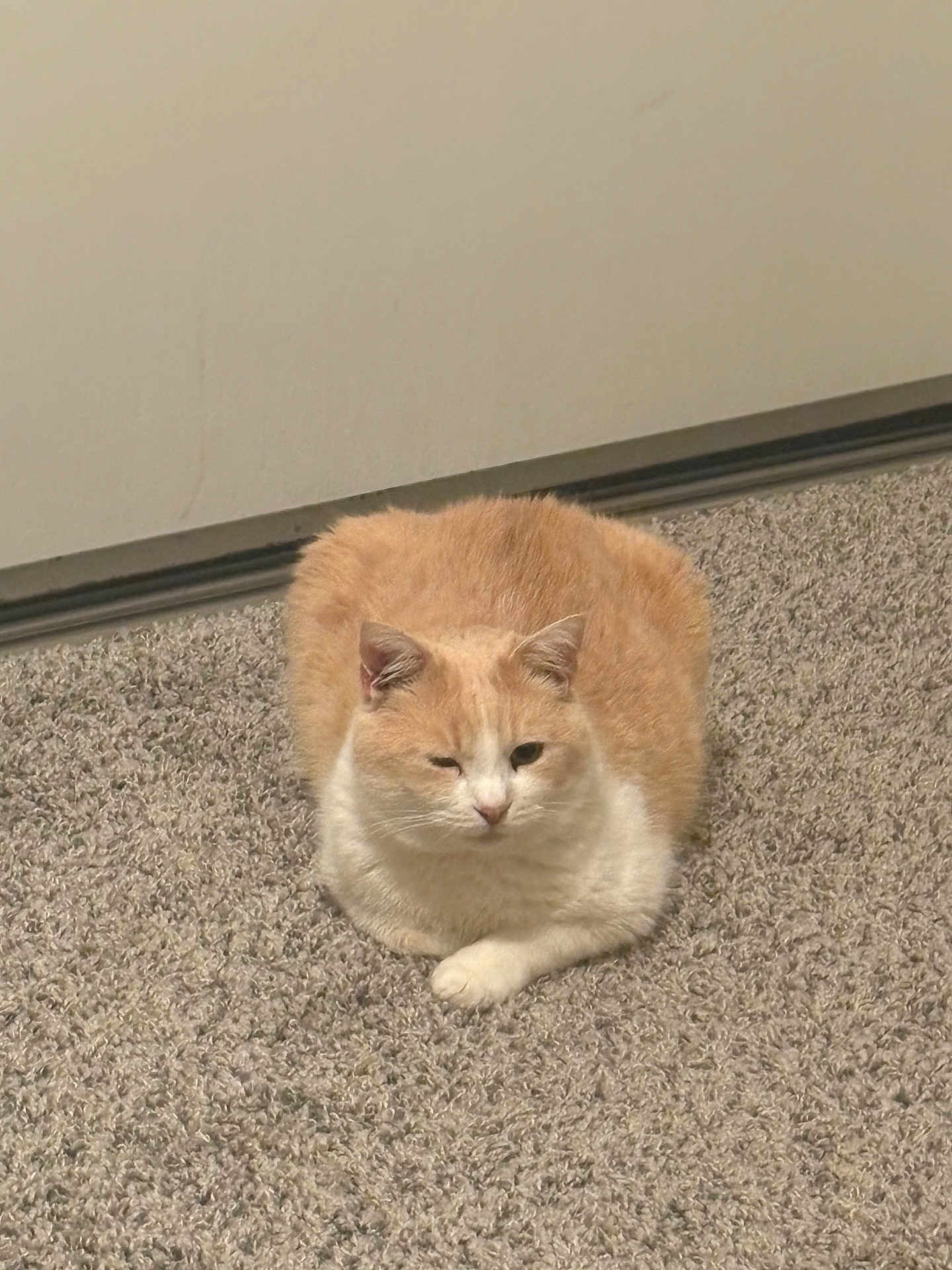 Bagel joined the competition — help win amazing prizes! cat, feline, cat_loaf, carpet, indoor, wall, baseboard, pet, fur, orange_white, sitting, resting, cute, whiskers, ears, paw, portrait, closeup, floor, domestic_animal