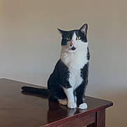 Nova joined the competition — help win amazing prizes! cat, black_and_white, sitting, table, wooden_table, indoor, pet, animal, feline, curious, green_eyes, fur, whiskers, ears, paws, tail, home, floor, quiet, looking