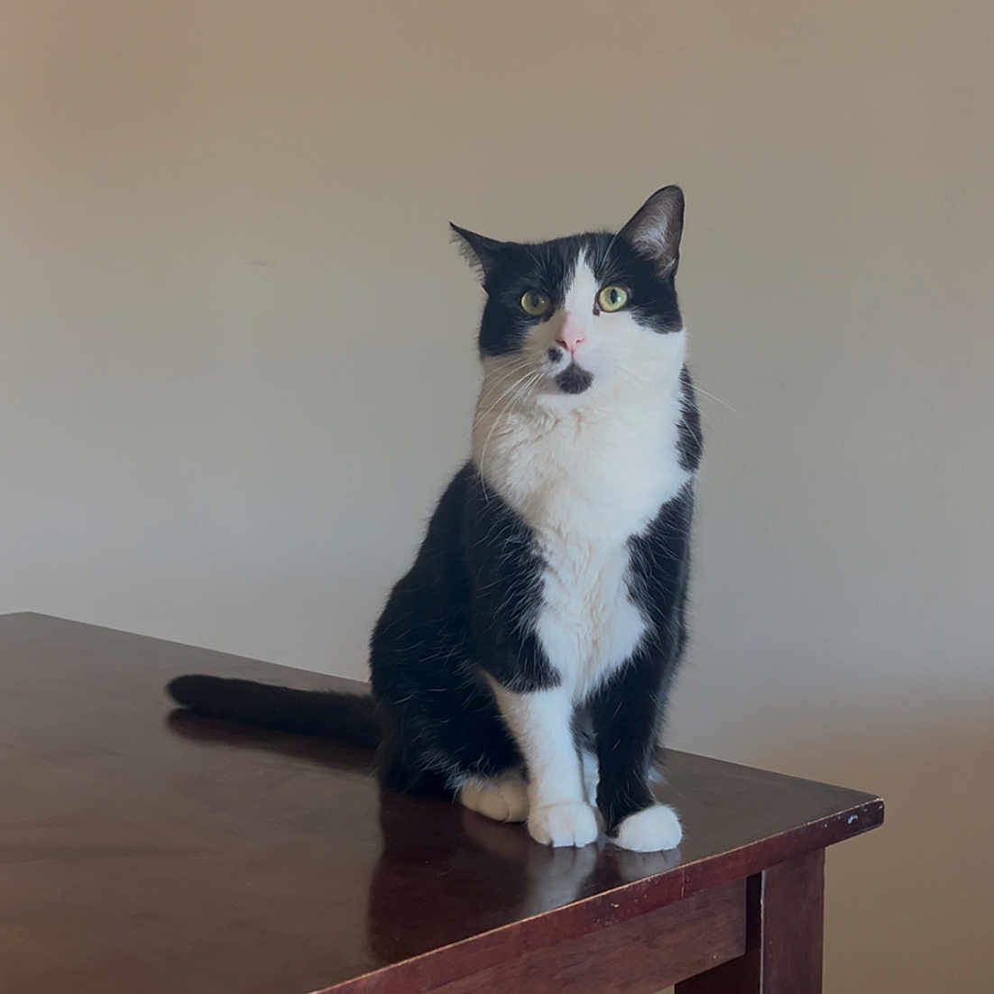 Nova is registered to the contest to win money with this photo: animal, black_and_white, cat, curious, domestic, ears, feline, floor, fur, furniture, green_eyes, house, indoor, pet, quiet, sitting, still_life, table, whiskers, wooden_table
