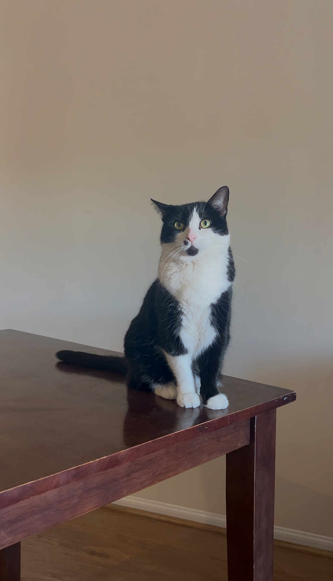 Nova
