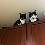 cat, tuxedo_cat, black_and_white, pets, curious, wooden_cabinet, indoor, feline, animal, two_cats, plant, green_leaf, looking_down, domestic, cute, whiskers, ears, eyes, resting, household