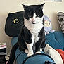 cat, black_and_white, sitting, couch, armrest, plush, pillow, indoor, pet, feline, whiskers, fur, tail, home, decor, cute, animal, relaxed, soft_toys, cozy