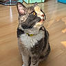 cat, calico_cat, pet, indoor, wooden_floor, sunlight, shadow, yellow_collar, feline, curious, sitting, closeup, whiskers, ears, animal, domestic, fur, eye, home, colorful_background