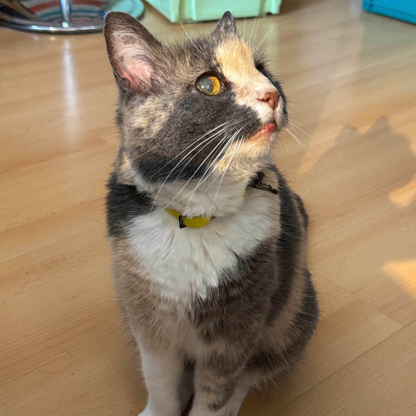 Composte a rejoint le concours — aidez-le/la à gagner de superbes lots ! cat, calico_cat, pet, indoor, wooden_floor, sunlight, shadow, yellow_collar, feline, curious, sitting, closeup, whiskers, ears, animal, domestic, fur, eye, home, colorful_background