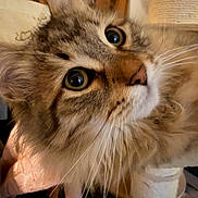 Alvin a rejoint le concours — aidez-le/la à gagner de superbes lots ! cat, tabby_cat, close_up, fluffy, whiskers, indoor, furniture, hand, scratching_post, curious, pet, animal, mammal, face, eyes, fur, domestic_animal, portrait, closeup