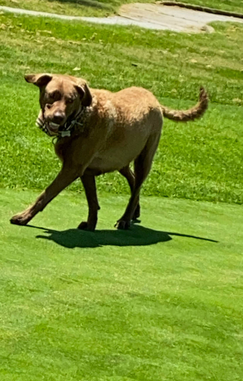 Cocoa is registered to the contest to win money with this photo: bullmastiff, canidae, carnivore, dog, dog_breed, english_mastiff, fawn, grass, mammal, perro_de_presa_mallorquin, plant, snout, sporting_group, vertebrate