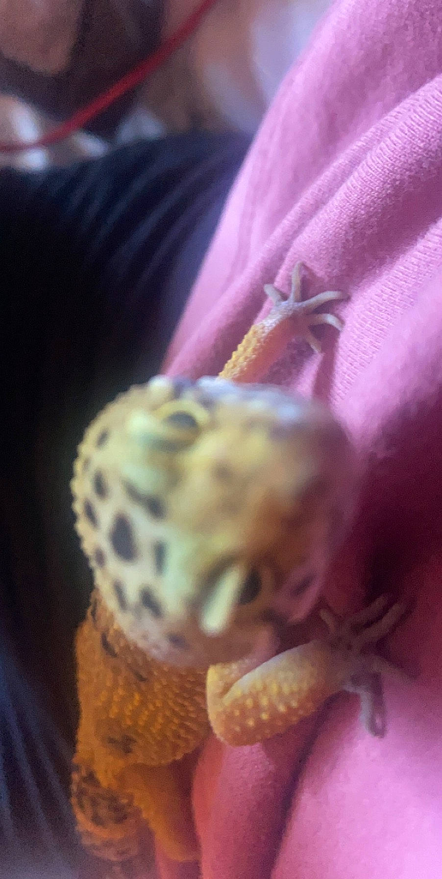 Leonardo is registered to the contest to win money with this photo: