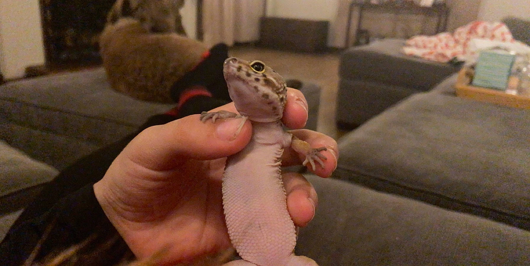 Leonardo joined the competition — help win amazing prizes! finger, gecko, hand, lizard, reptile, scaled_reptile