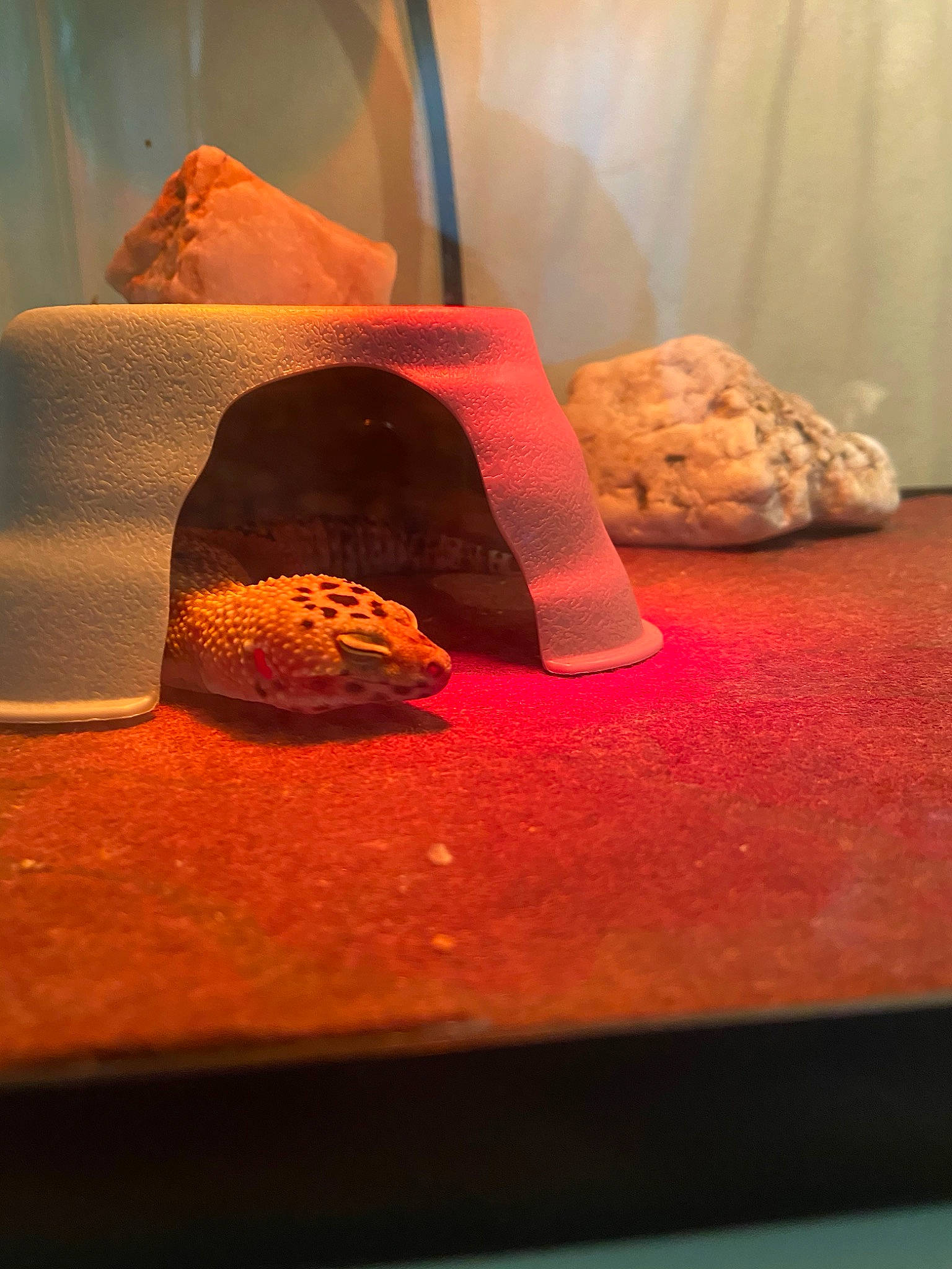 Leonardo joined the competition — help win amazing prizes! rock