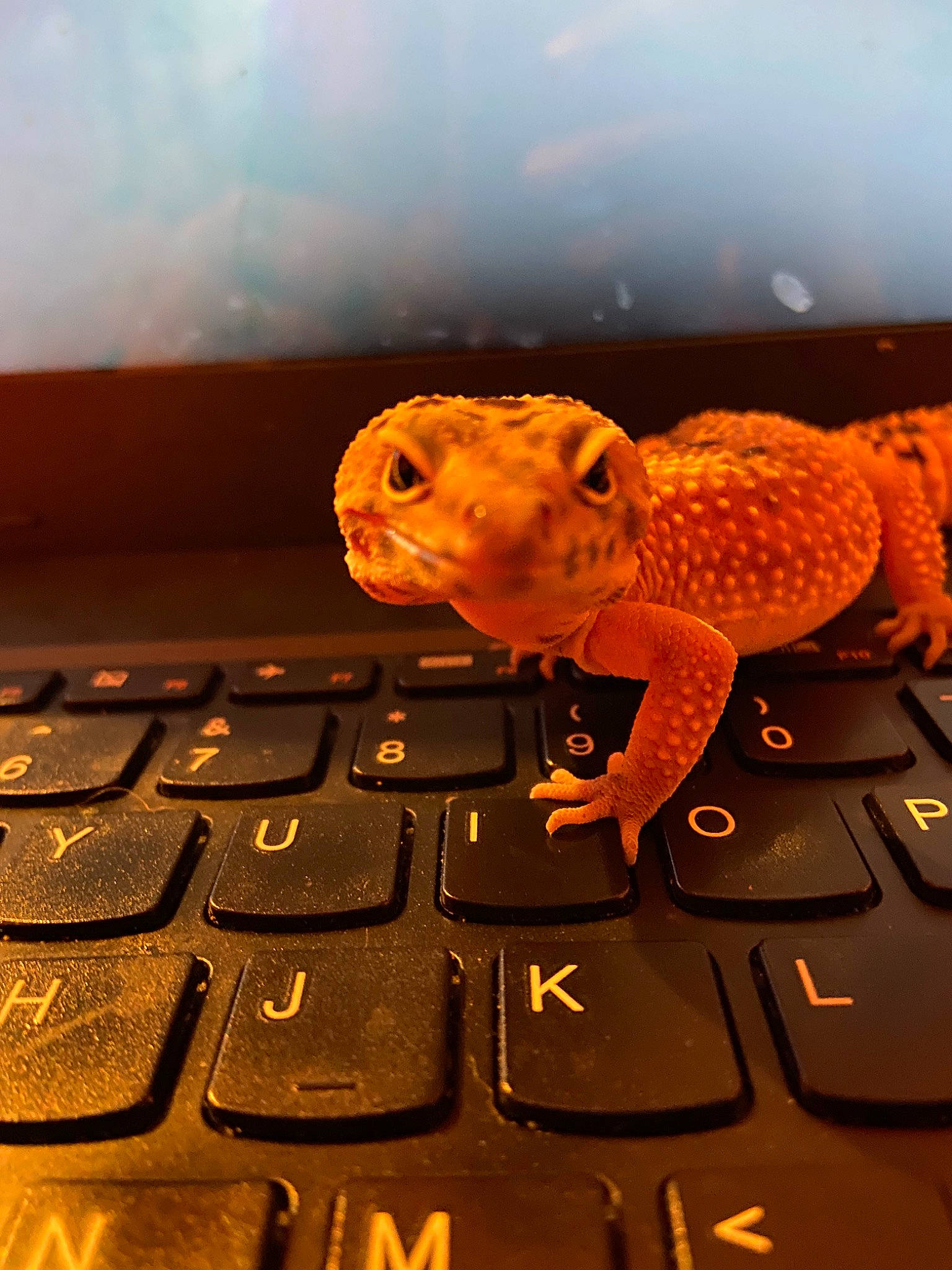 Leonardo is registered to the contest to win money with this photo: computer, computer_component, computer_keyboard, electronic_device, input_device, laptop, laptop_part, orange, peripheral, space_bar, technology