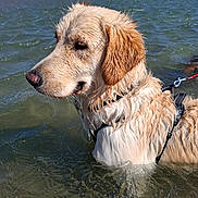 Winnie a rejoint le concours — aidez-le/la à gagner de superbes lots ! dog, golden_retriever, wet, water, sea, beach, harness, leash, outdoor, summer, sunny, animal, pet, mammal, shallow_water, nature, canine, fur, side_view, calm