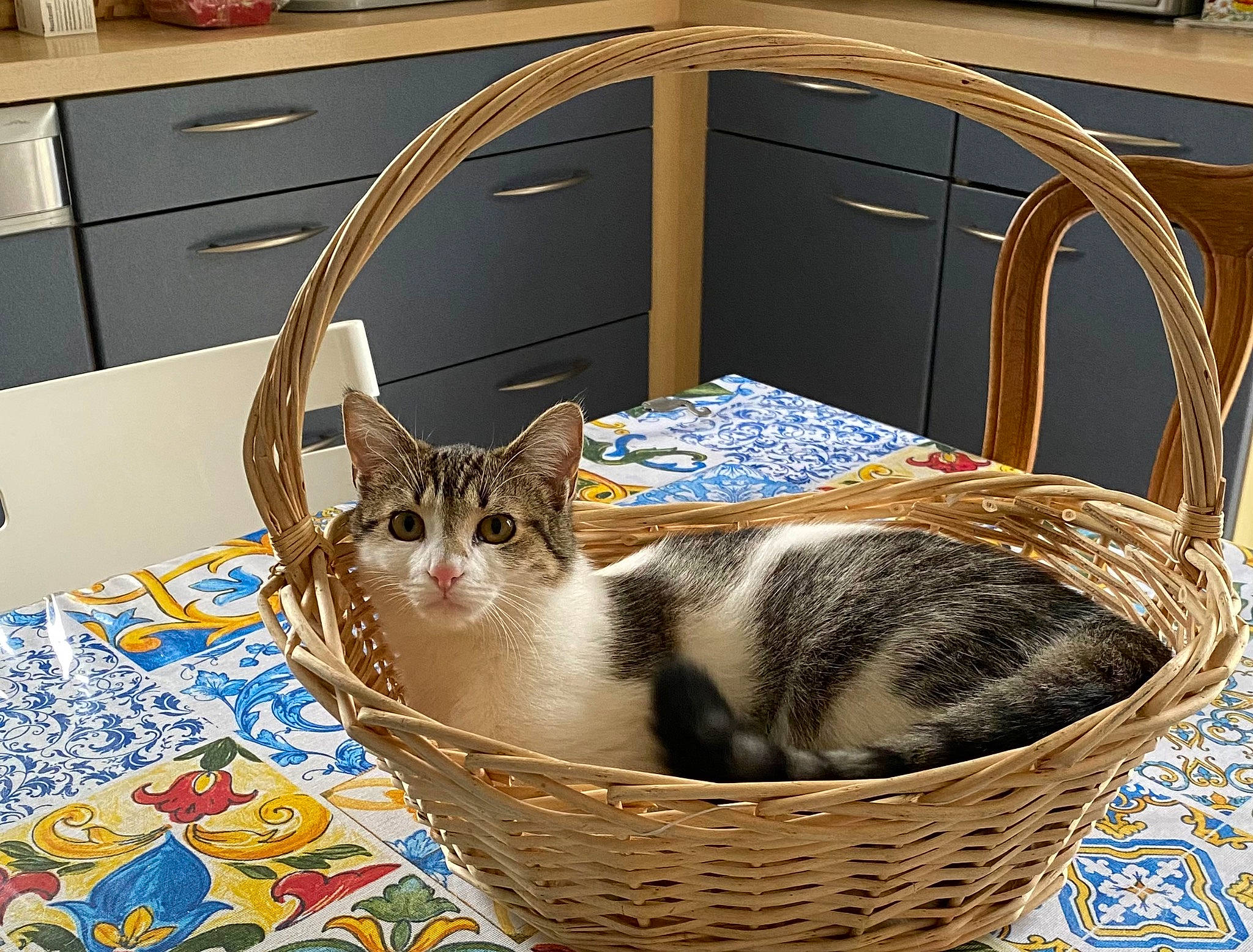 Bianca a rejoint le concours — aidez-le/la à gagner de superbes lots ! bag, basket, cabinetry, carnivore, cat, chair, chest_of_drawers, comfort, domestic_short_haired_cat, drawer, felidae, fur, hardwood, pet_supply, picnic_basket, small_to_medium_sized_cats, storage_basket, whiskers, wicker, wood