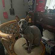 Enzo joined the competition — help win amazing prizes! sphynx_cat, cat, chair, wooden_furniture, cushion, indoor, vase, flowers, lanyard, fridge, window, curtains, decor, pet, animal, feline, sitting, collar, room, natural_light