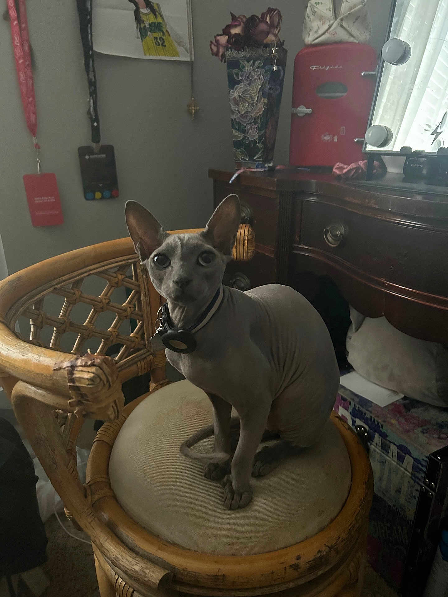 Enzo
