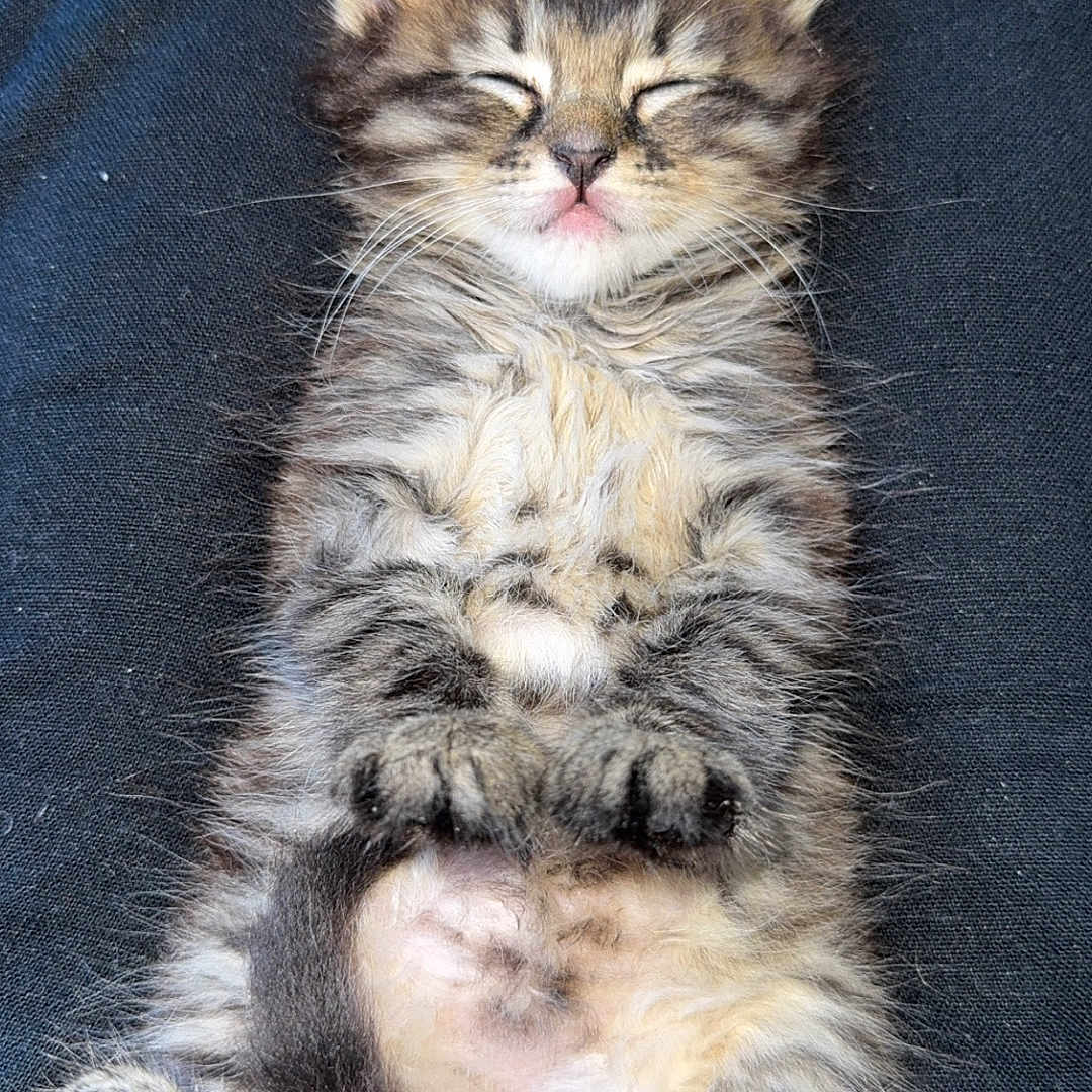 Sboula participe au concours pour gagner de l'argent avec cette photo : adorable, animal, black_clothing, cat, cozy, cute, feline, fluffy, fur, kitten, lap, paws, pet, relaxed, resting, sleeping, small, tabby, whiskers, young