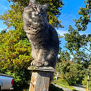 Noodles is registered to the contest to win money with this photo: blue_sky, cat, close_up, ears, fence_post, fluffy_cat, gray_cat, greenery, nature, neighborhood, outdoor, paws, pickup_truck, portrait, road, sitting, sunlight, tree, whiskers, wooden_post