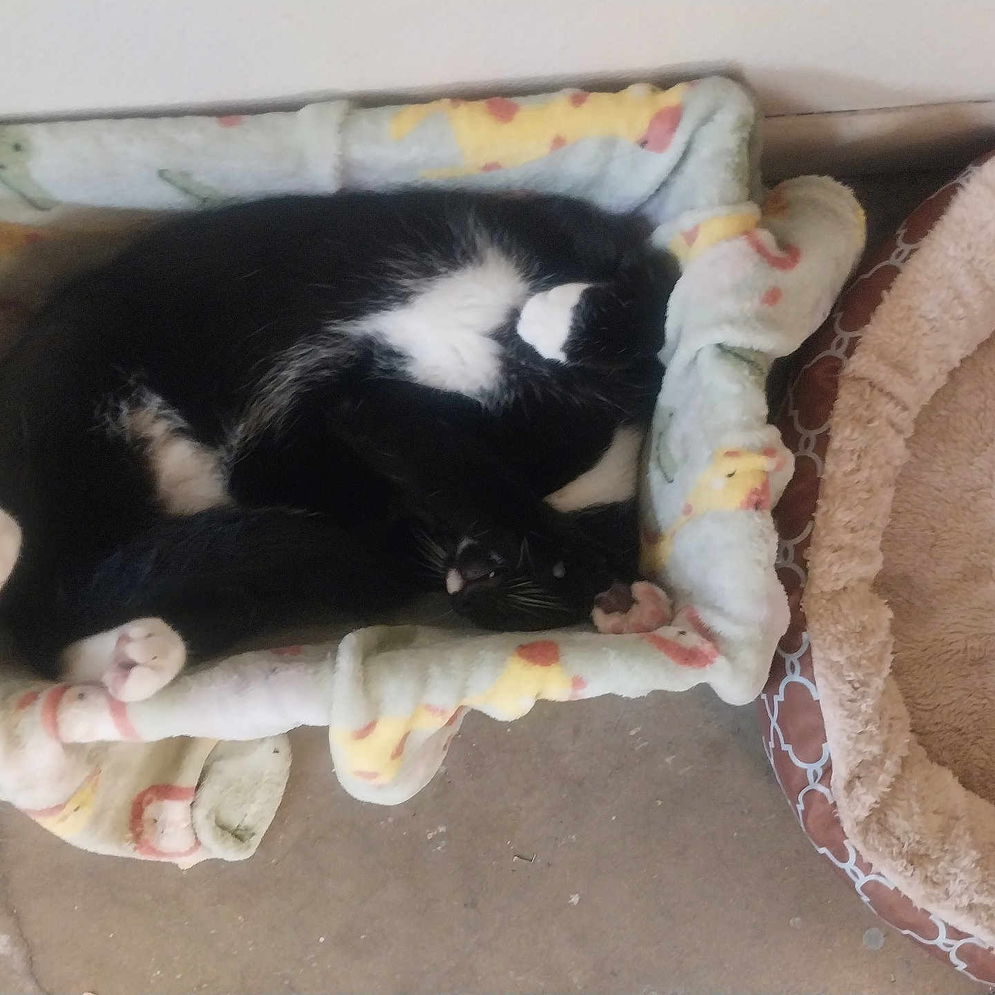 Akoma joined the competition — help win amazing prizes! animal, armchair, bed, blanket, canine, cat, chair, couch, cradle, crib, cushion, furniture, homedecor, indoors, infantbed, kitten, linen, person, pet, sleeping