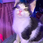 Chandler is registered to the contest to win money with this photo: black_and_white, cat, close_up, clothes, curious, cute, door, feline, floor, fur, fuzzy_surface, indoor, kitten, laundry_basket, pet, pink_lighting, portrait, sitting, whiskers, yellow_eyes