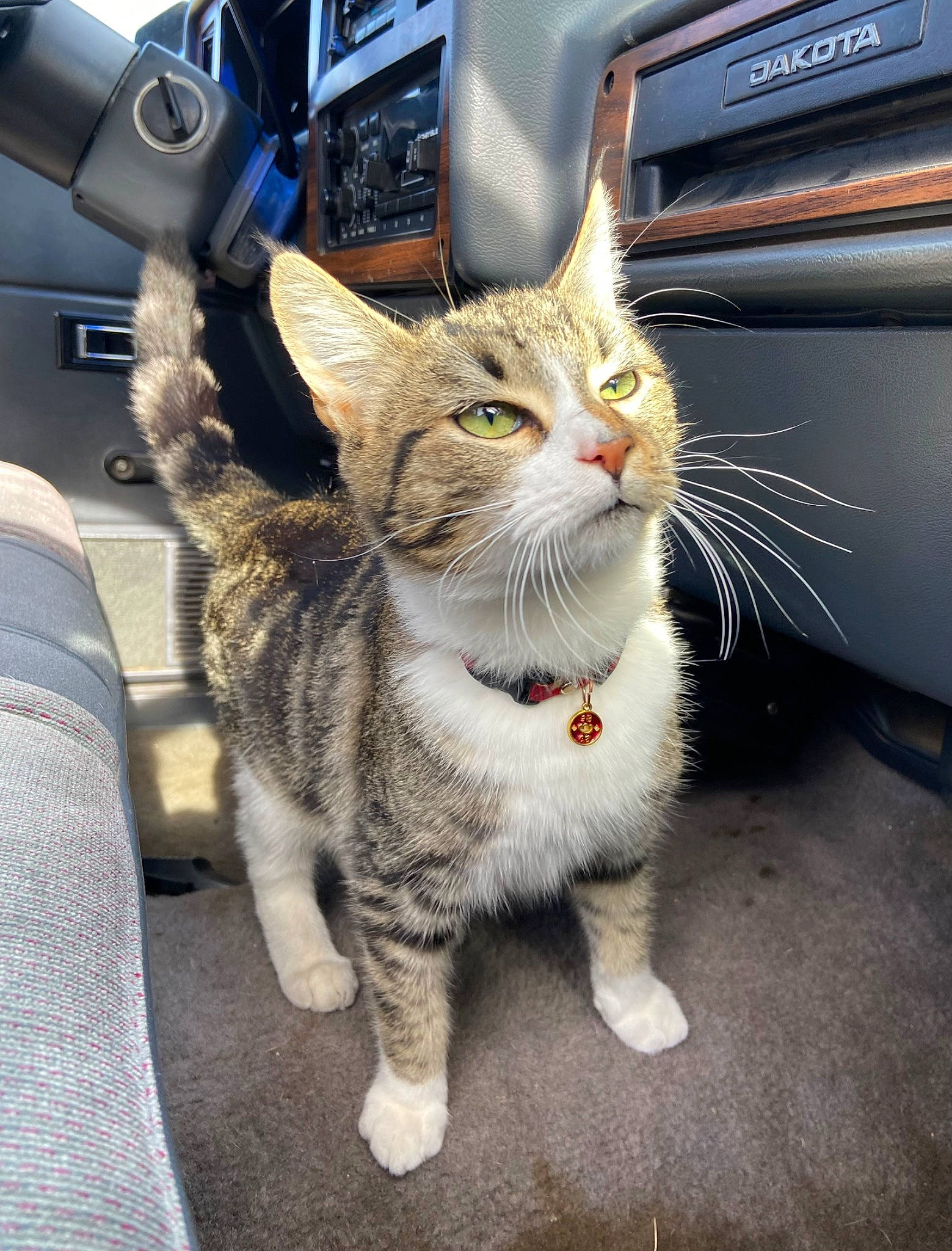 Carpet joined the competition — help win amazing prizes! auto_part, automotive_exterior, automotive_lighting, automotive_tire, car, carnivore, cat, domestic_short_haired_cat, felidae, fender, fur, motor_vehicle, small_to_medium_sized_cats, snout, tail, vehicle, vehicle_door, vehicle_registration_plate, whiskers, window