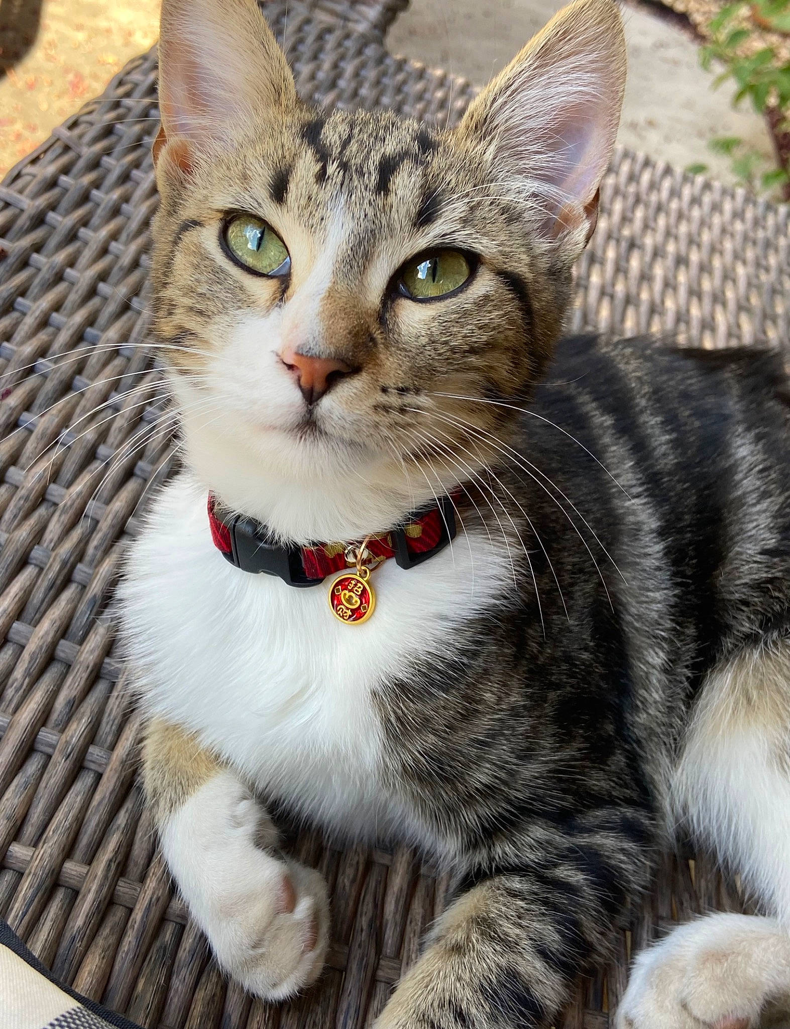 Carpet joined the competition — help win amazing prizes! carnivore, cat, collar, domestic_short_haired_cat, felidae, fur, grass, paw, plant, small_to_medium_sized_cats, snout, tail, terrestrial_animal, whiskers